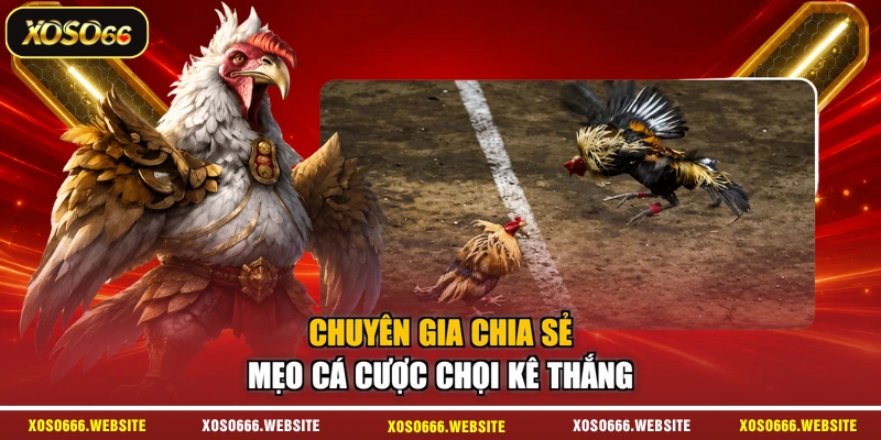 Chuyên gia chia sẻ mẹo cá cược chọi kê thắng