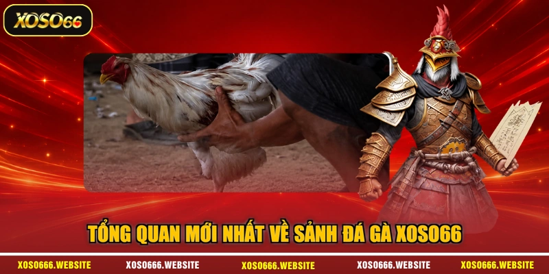 Tổng quan mới nhất về sảnh đá gà XOSO66